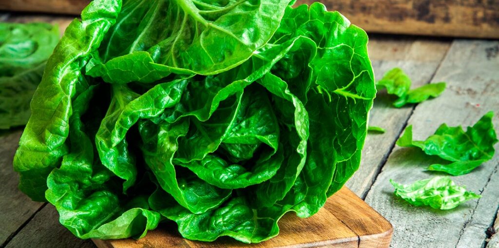 las-lechugas-y-sus-clases-el-mercado-de-la-fruta-ii-fruter-a-en-le-n